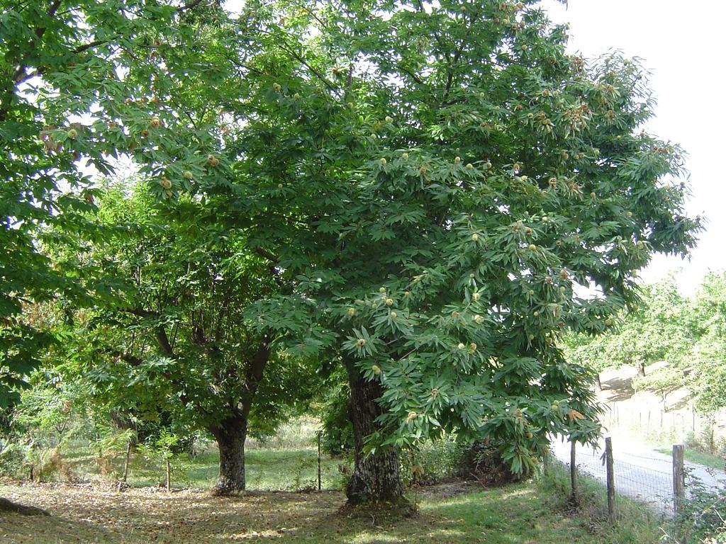 Agriturismo Sorripe Montelaterone Eksteriør billede