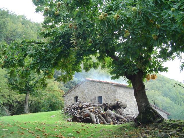 Agriturismo Sorripe Montelaterone Eksteriør billede