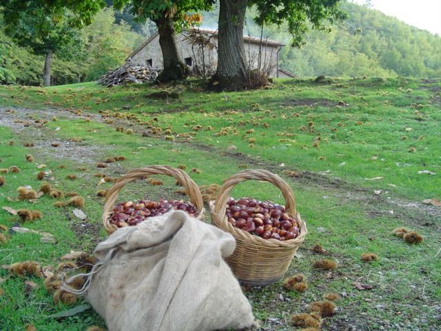 Agriturismo Sorripe Montelaterone Eksteriør billede