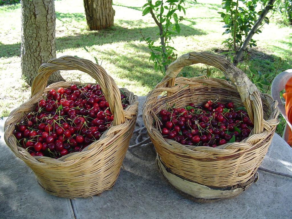Agriturismo Sorripe Montelaterone Eksteriør billede