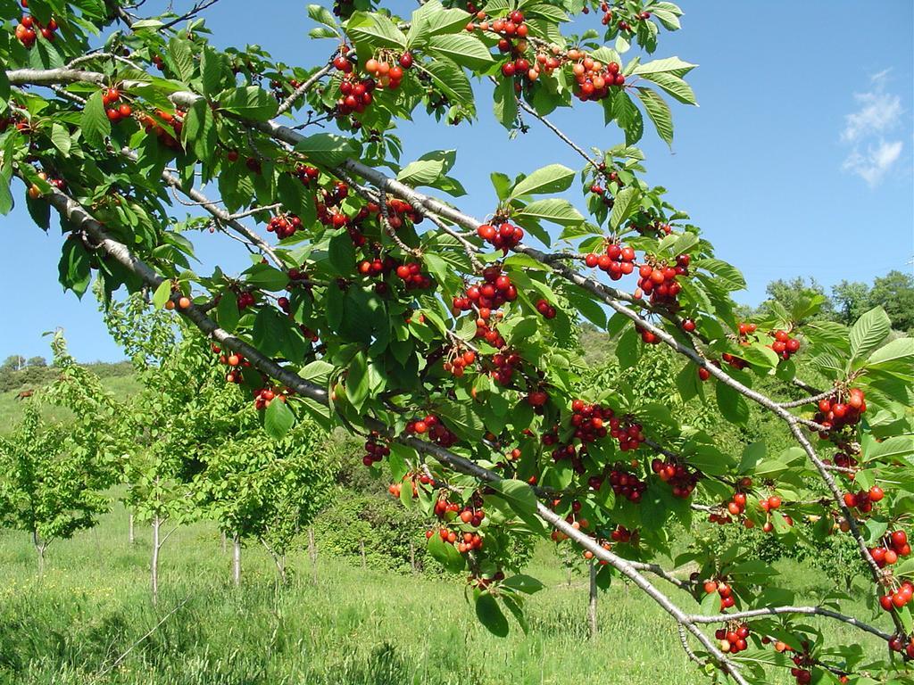 Agriturismo Sorripe Montelaterone Eksteriør billede