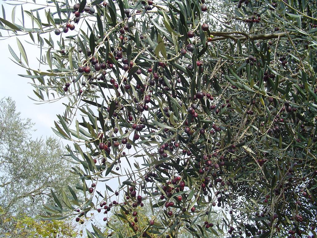 Agriturismo Sorripe Montelaterone Eksteriør billede