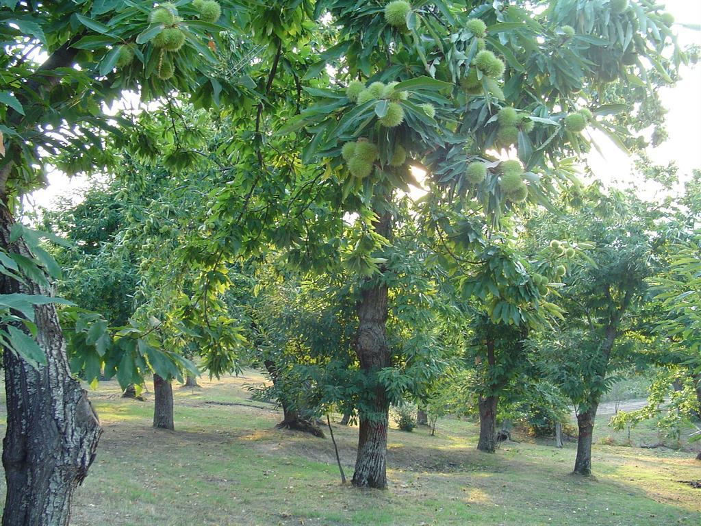 Agriturismo Sorripe Montelaterone Eksteriør billede
