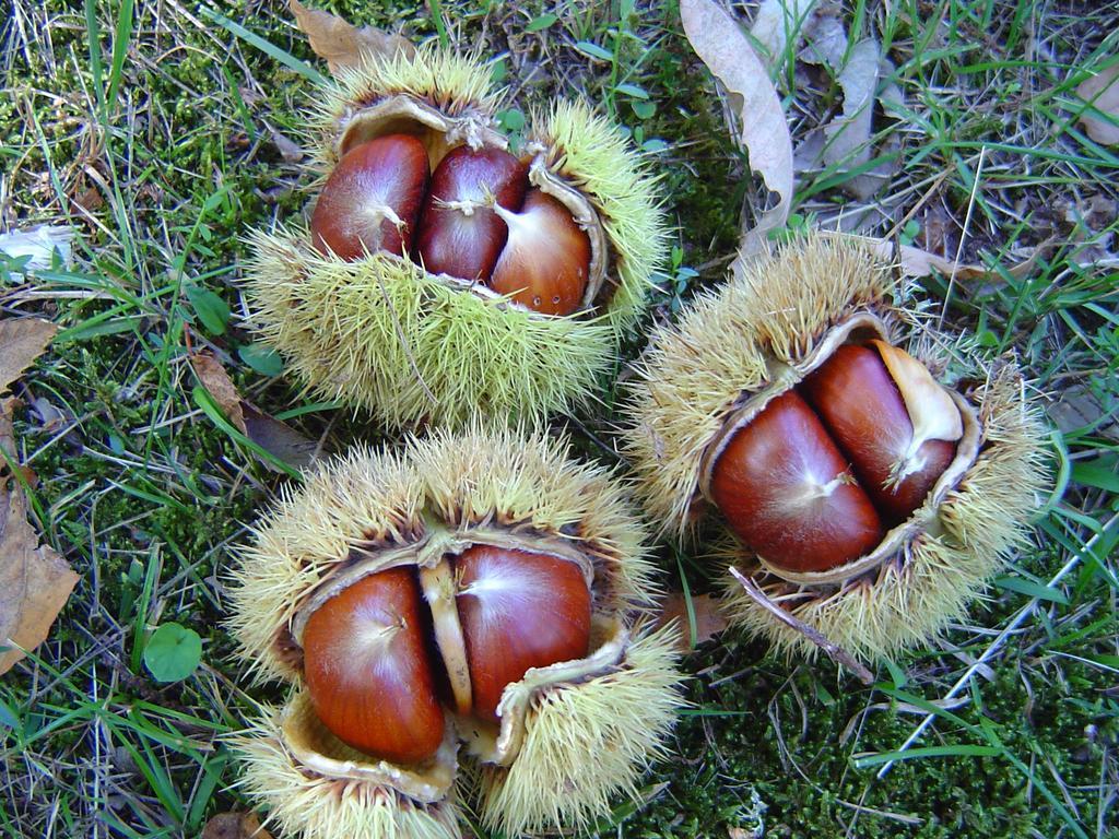 Agriturismo Sorripe Montelaterone Eksteriør billede